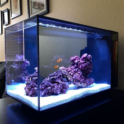 saltwater fish tank|Top Saltwater Fish IDEAS for Stocking a 5.